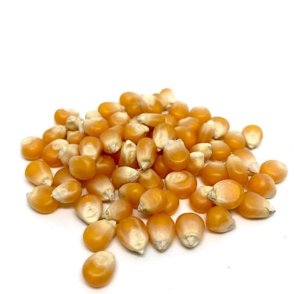 Maíz para palomitas